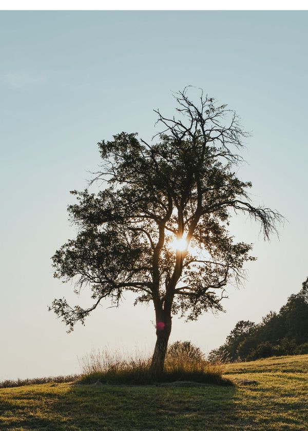 How To Choose The Best Camping Hammocks for You - Buyers Guide